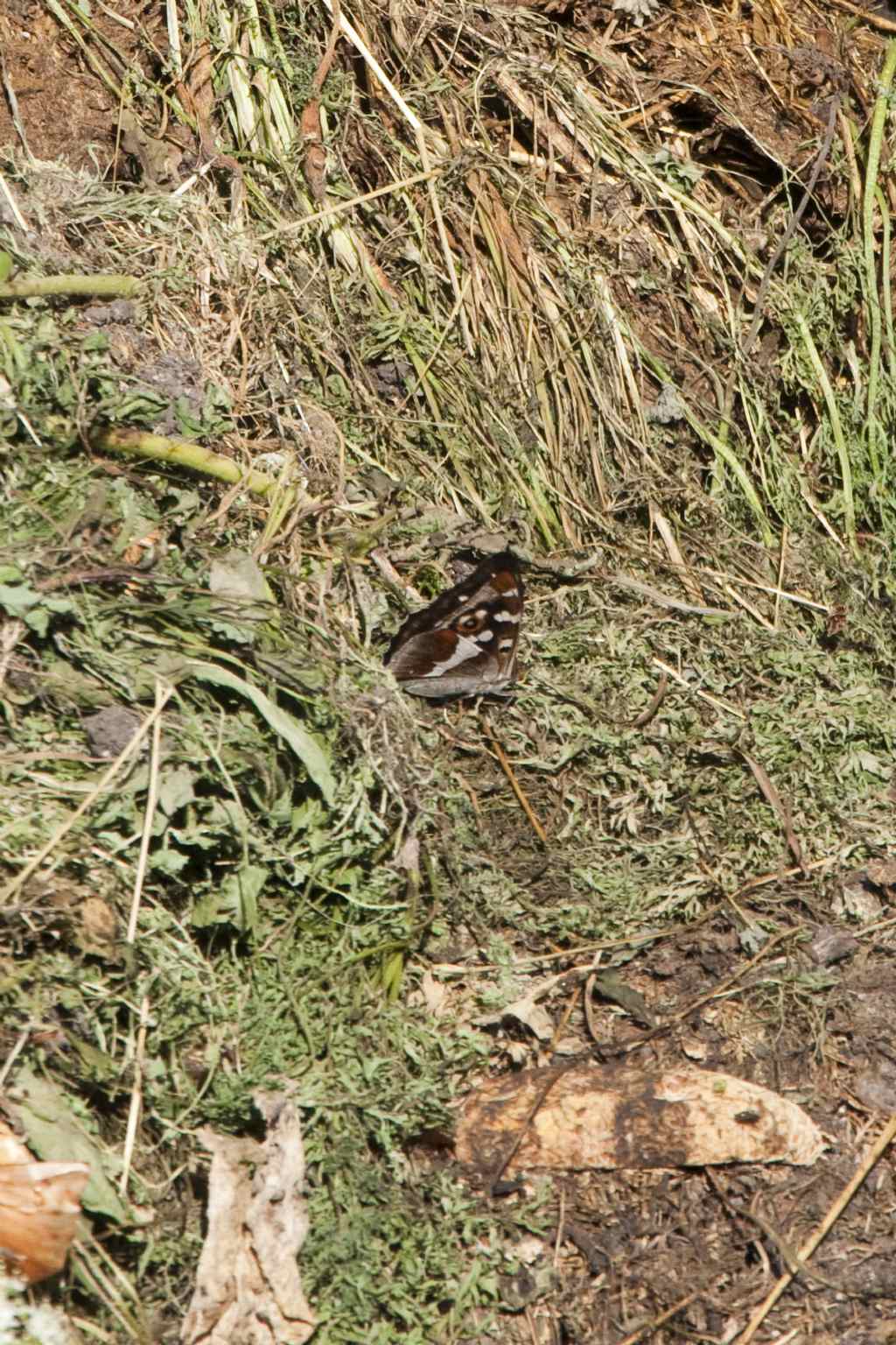 per la serie chi ti capita di vedere quando non hai il macro